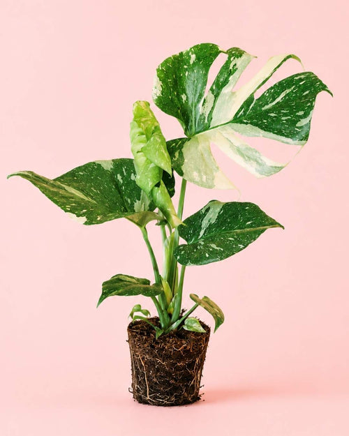 Monstera Thai Constellation L - Pur Plant