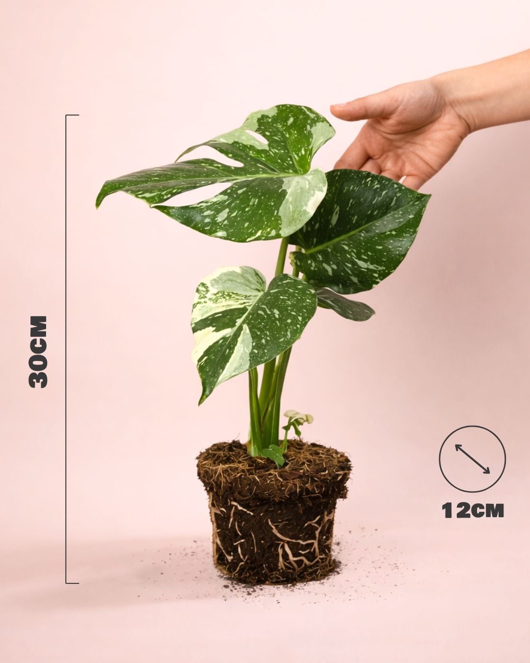Monstera Thai Constellation M - Pur Plant