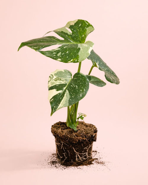 Monstera Thai Constellation M - Pur Plant