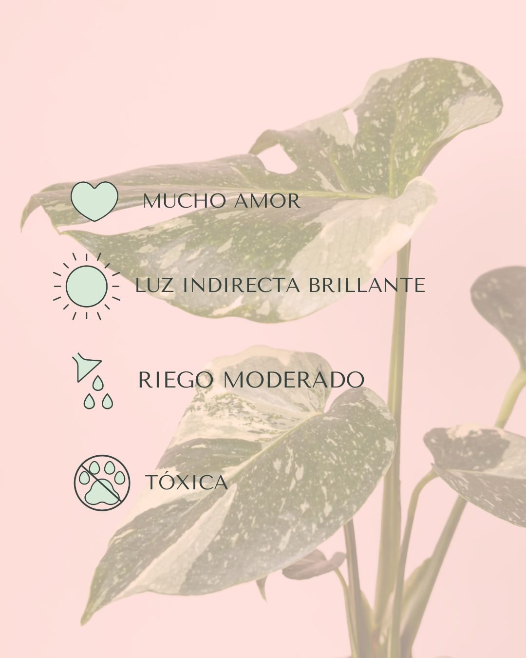 Monstera Thai Constellation M - Pur Plant