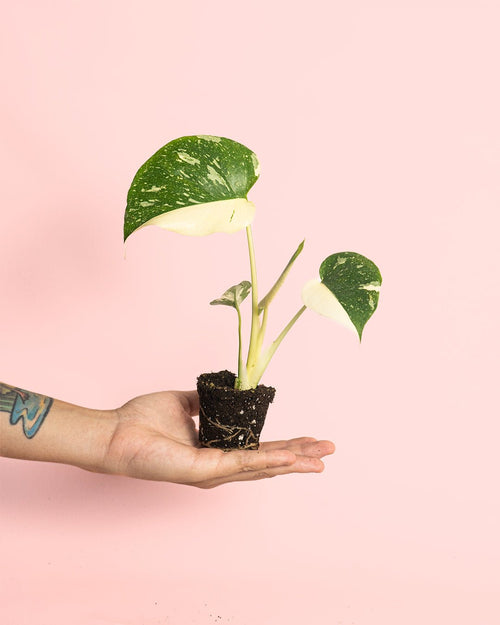 Monstera Thai Constellation Mini - Pur Plant