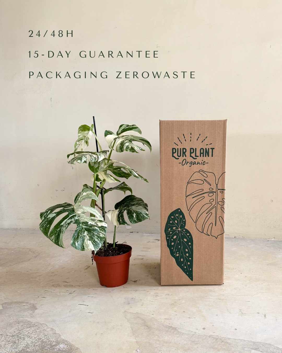 Monstera Variegada L - Pur Plant