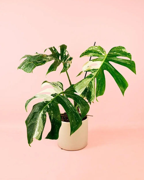 Monstera Variegada L - Pur Plant