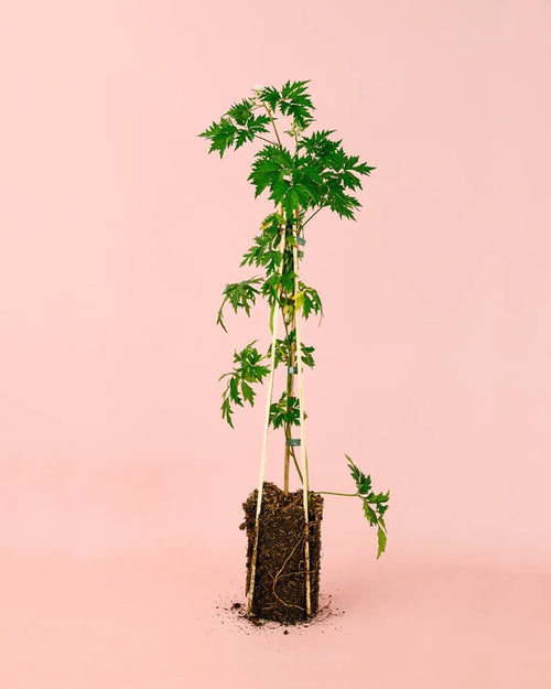 Moras Negras Planta M - Pur Plant