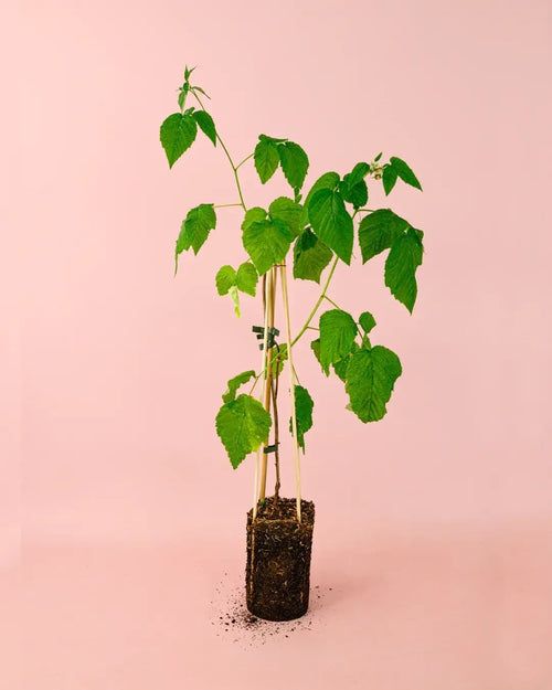 Moras Rojas Planta M - Pur Plant