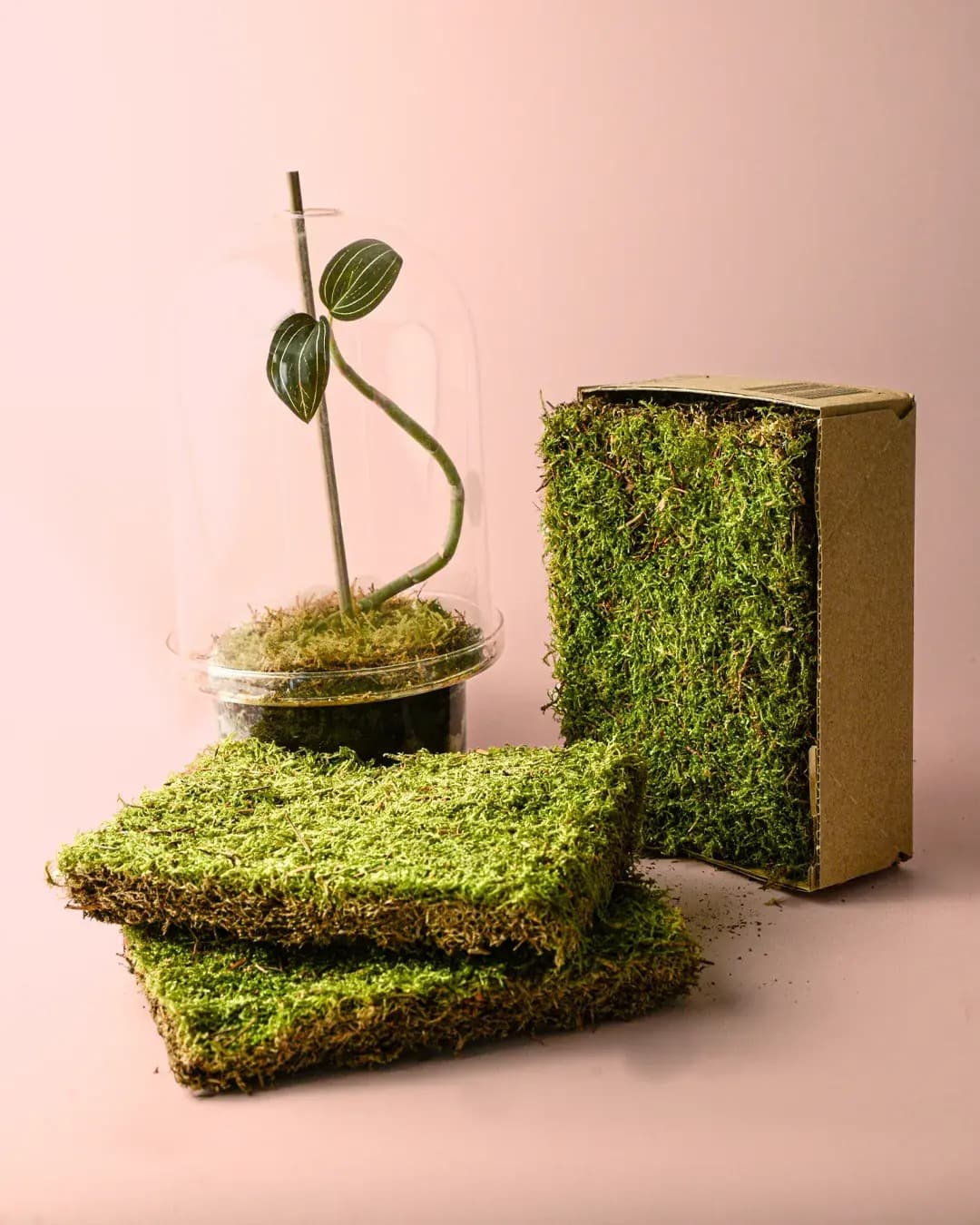 Musgo Natural para Terrario - Pur Plant