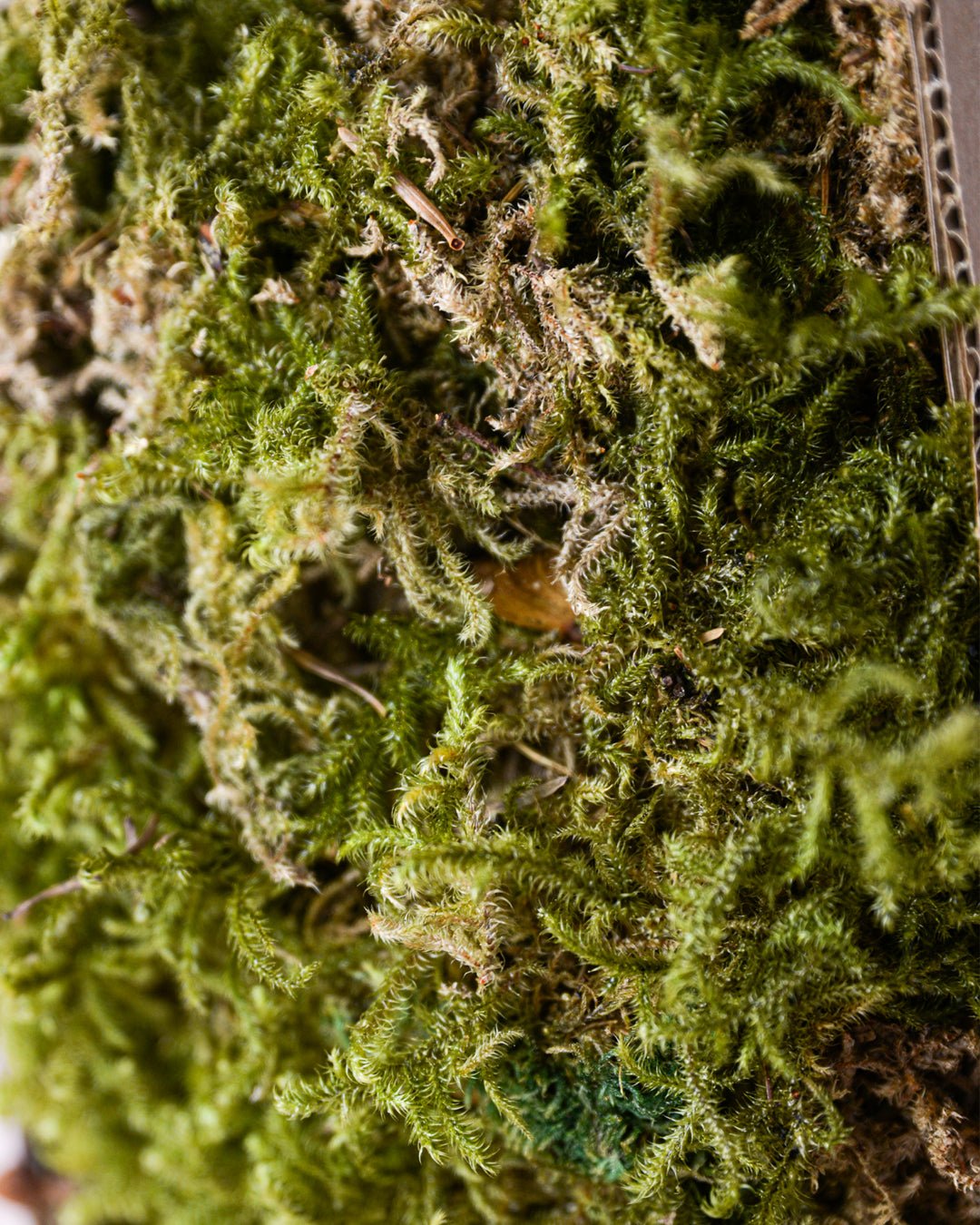 Musgo Sphagnum 100g - Pur Plant