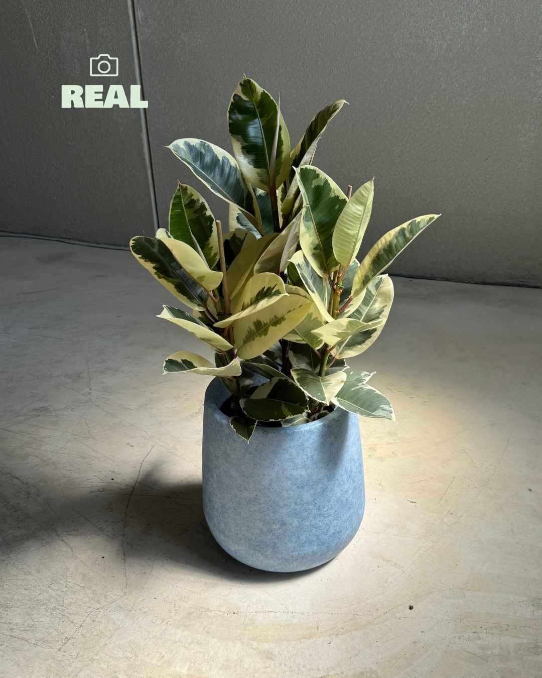 Net - Macetero XL 33,5 cm - Pur Plant