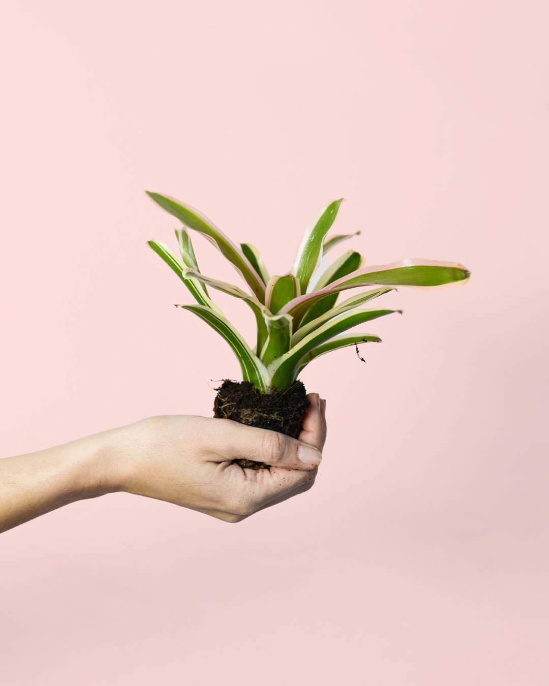 Nidularium Fireball Variegata Mini - Pur Plant