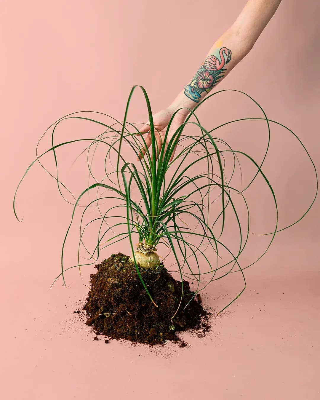 Nolina Recurvata M - Pur Plant