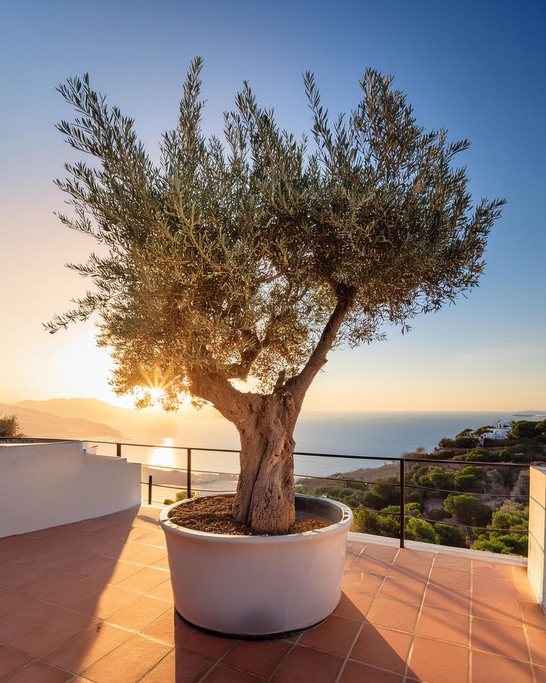 Olivo Árbol Picual XXL - Pur Plant