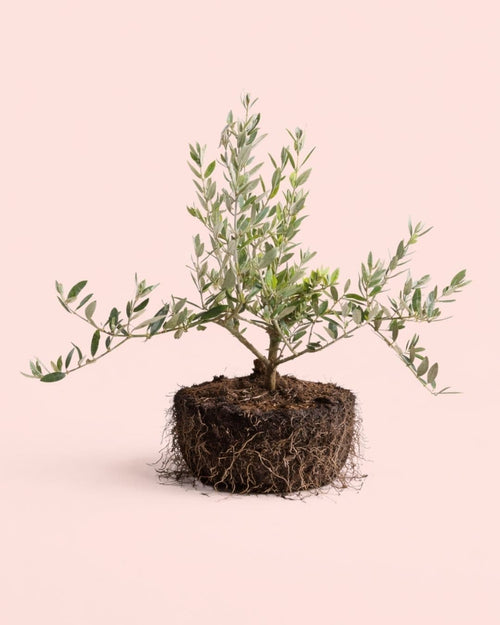 Olivo Bonsái - Olea Europaea - Pur Plant