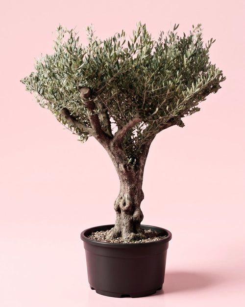 Olivo Árbol Picual XXL