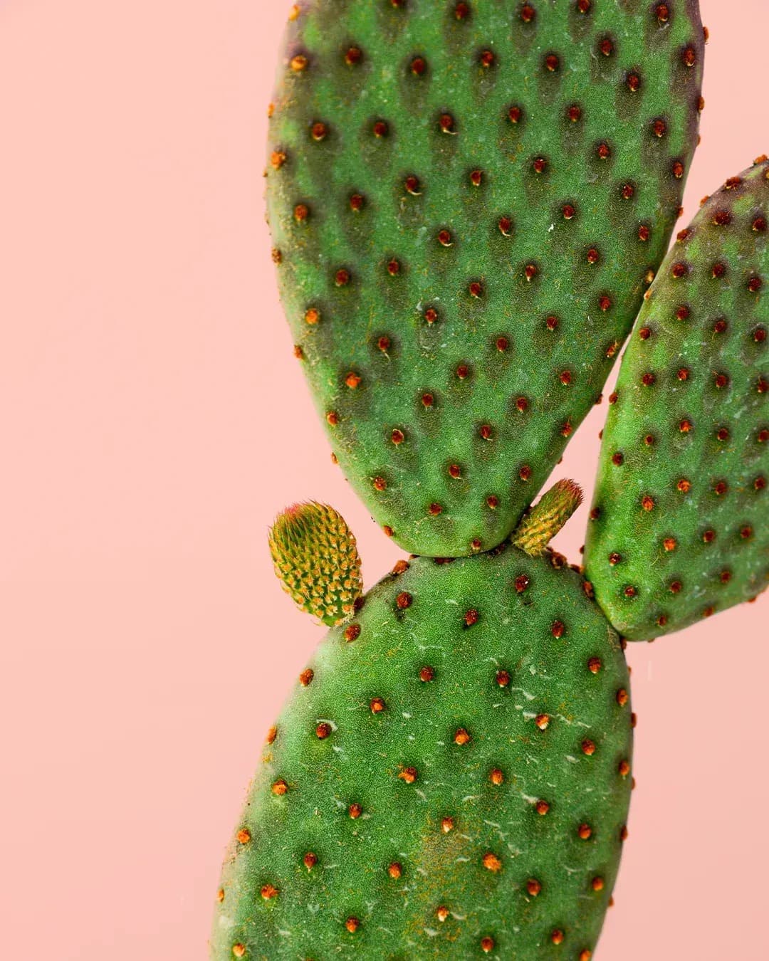 Opuntia Microdasys Amarilla M - Pur Plant