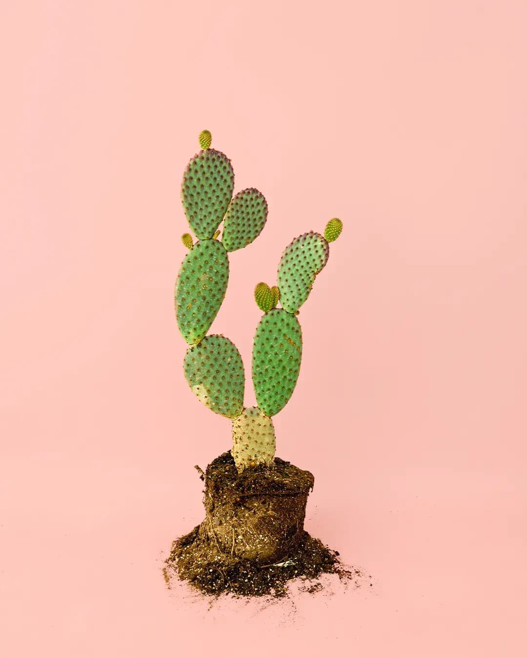 Opuntia Microdasys Amarilla M - Pur Plant