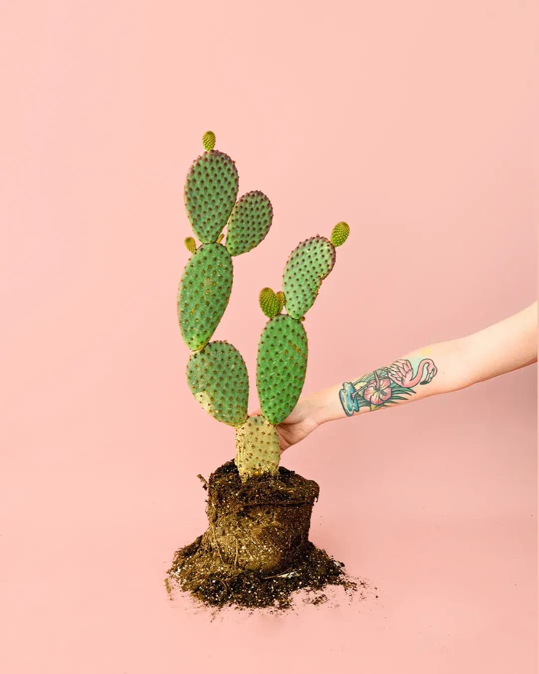 Opuntia Microdasys Amarilla M - Pur Plant