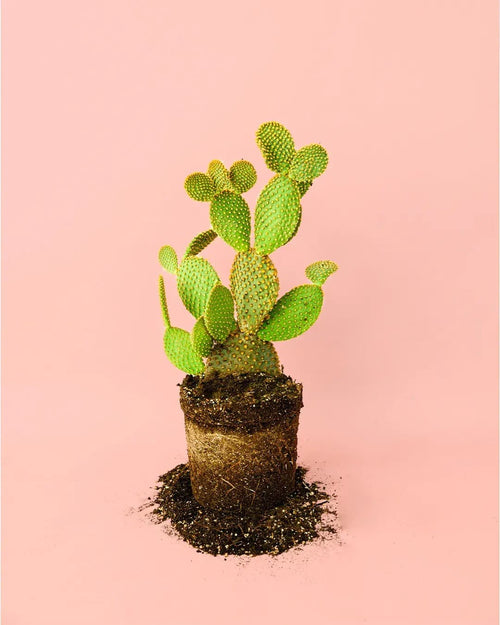 Opuntia Microdasys M - Pur Plant