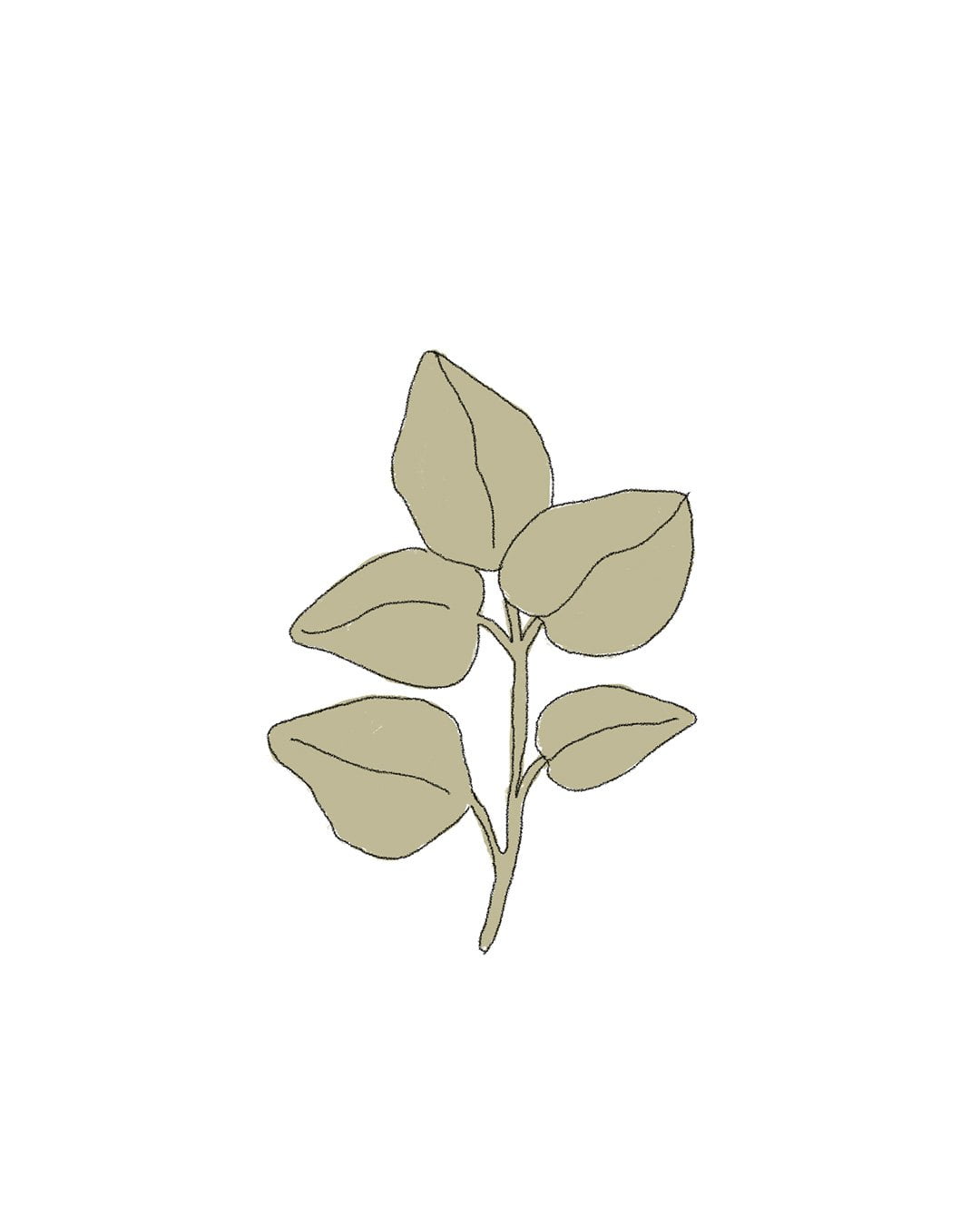 oregano-ilustracion-semillas