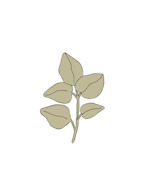 oregano-ilustracion-semillas