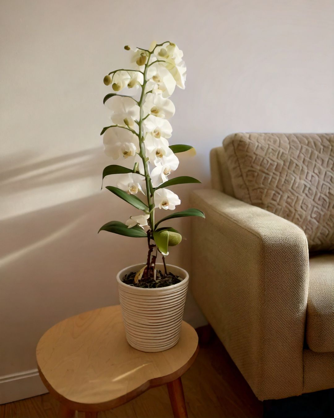 orquidea Dendrobium Nobile flor