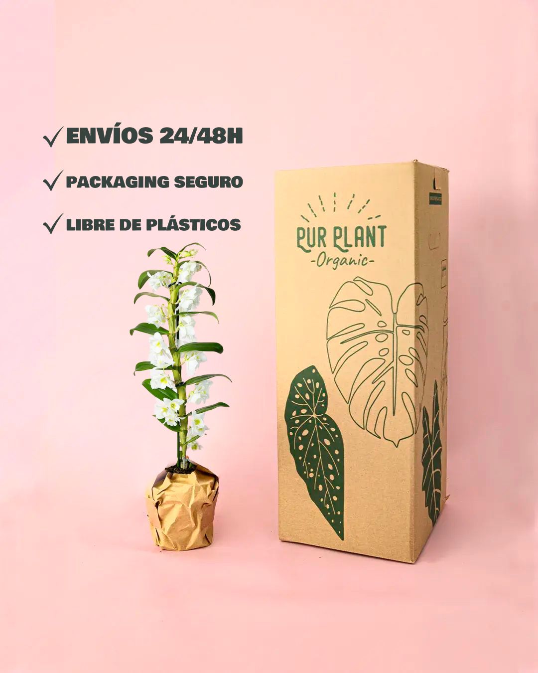 orquidea Dendrobium Nobile packaging