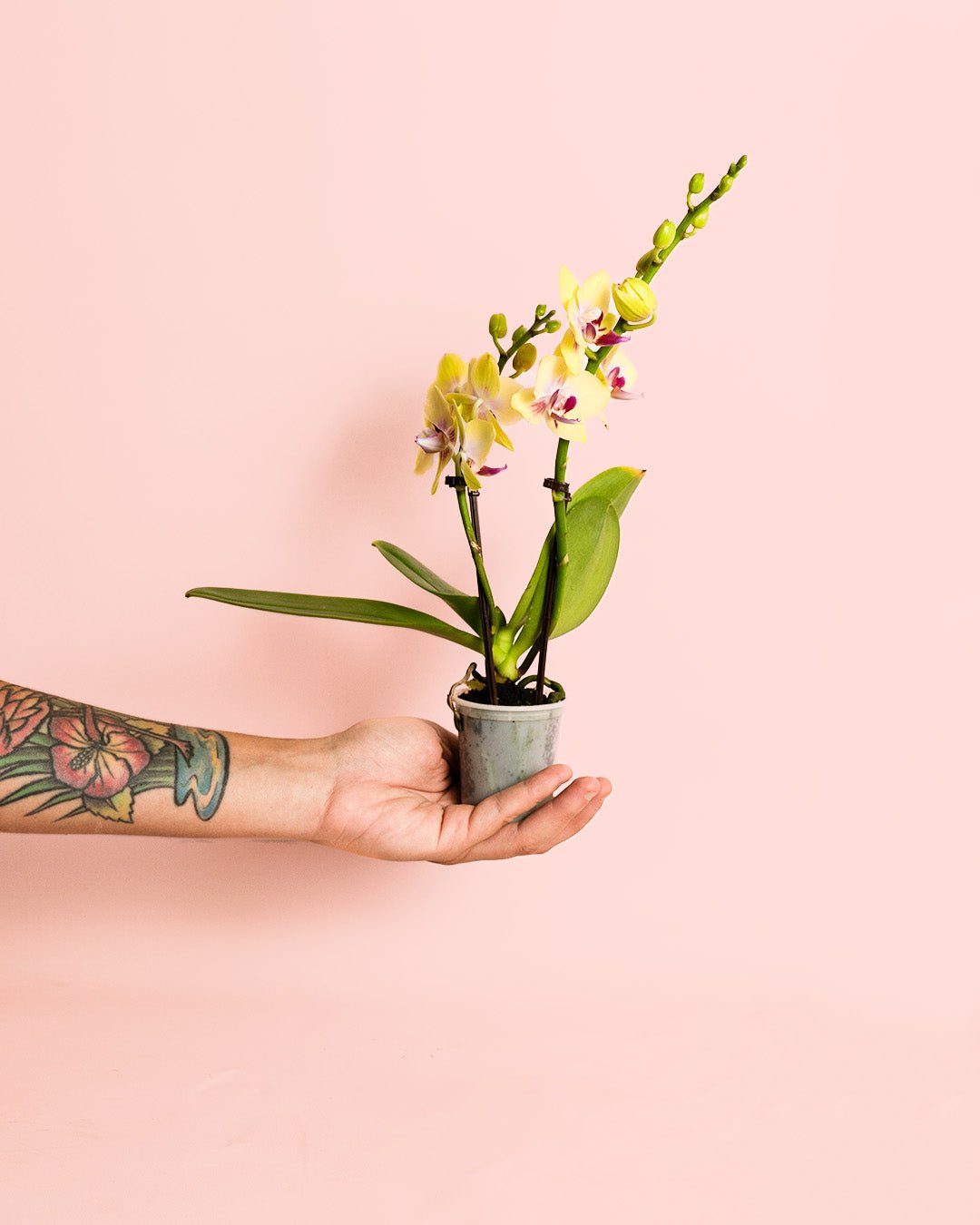 Orquídea Amarilla Mini - Pur Plant