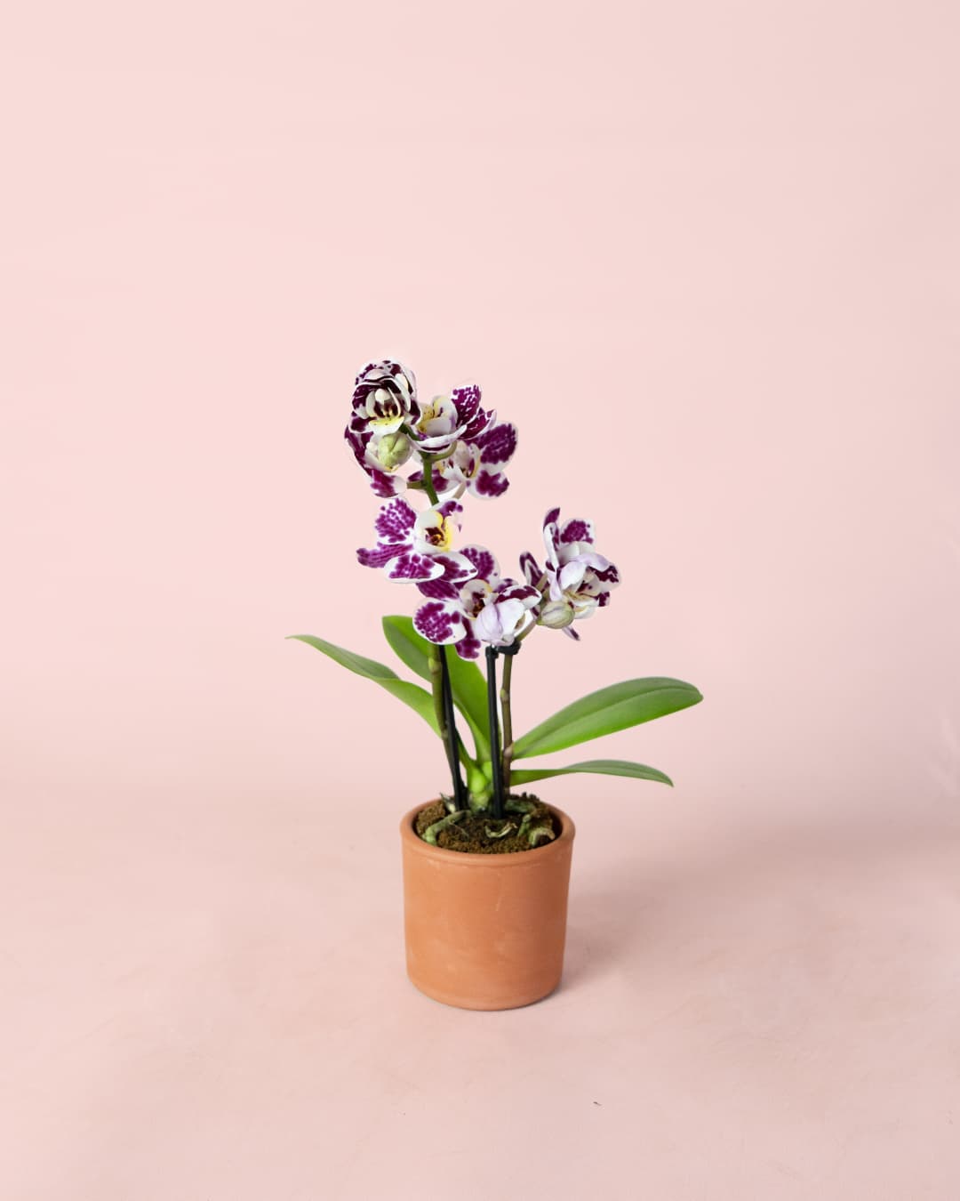 Orquídea Bicolor Mini - Pur Plant