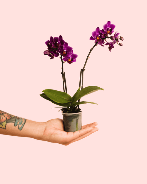 Orquídea Lila Mini - Pur Plant