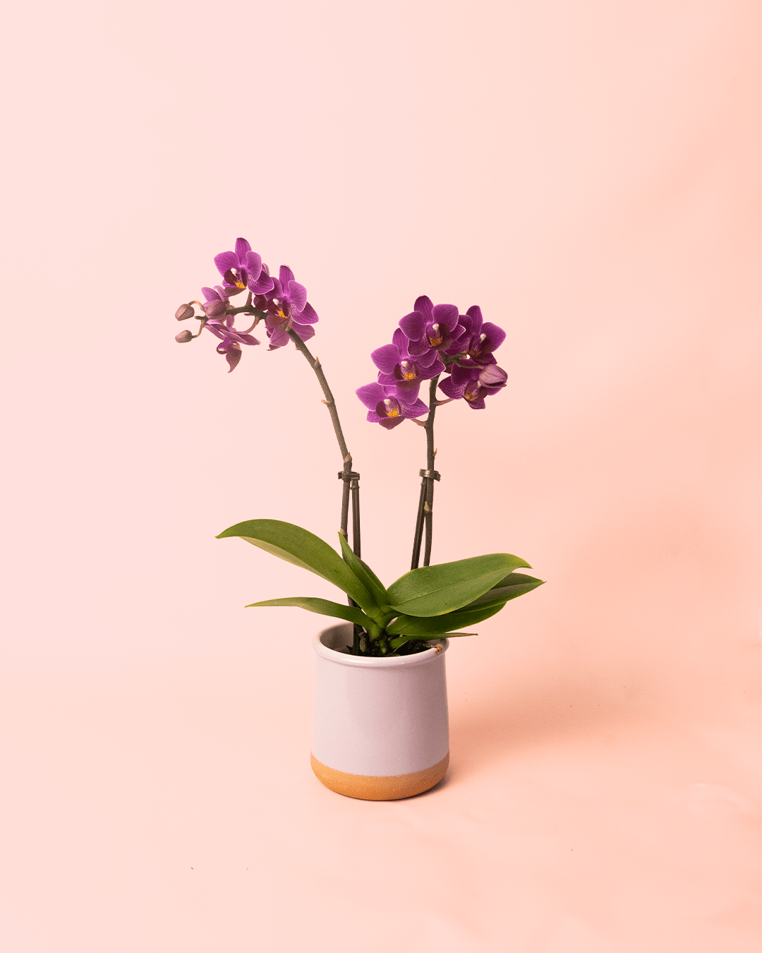 Orquídea Lila Mini - Pur Plant