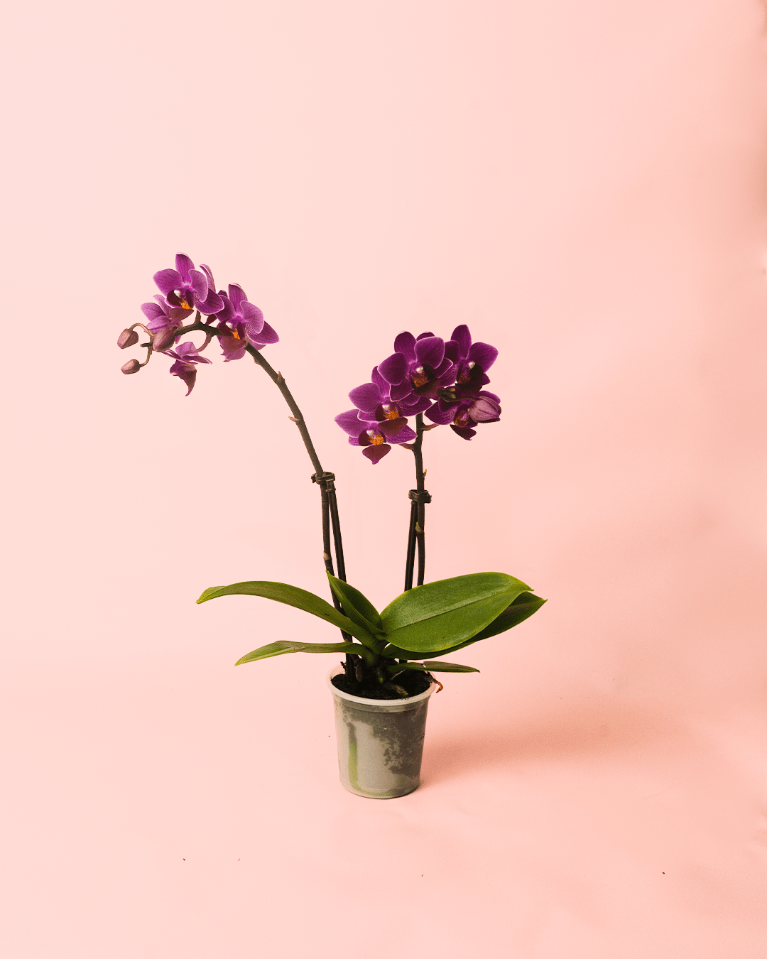 Orquídea Lila Mini - Pur Plant