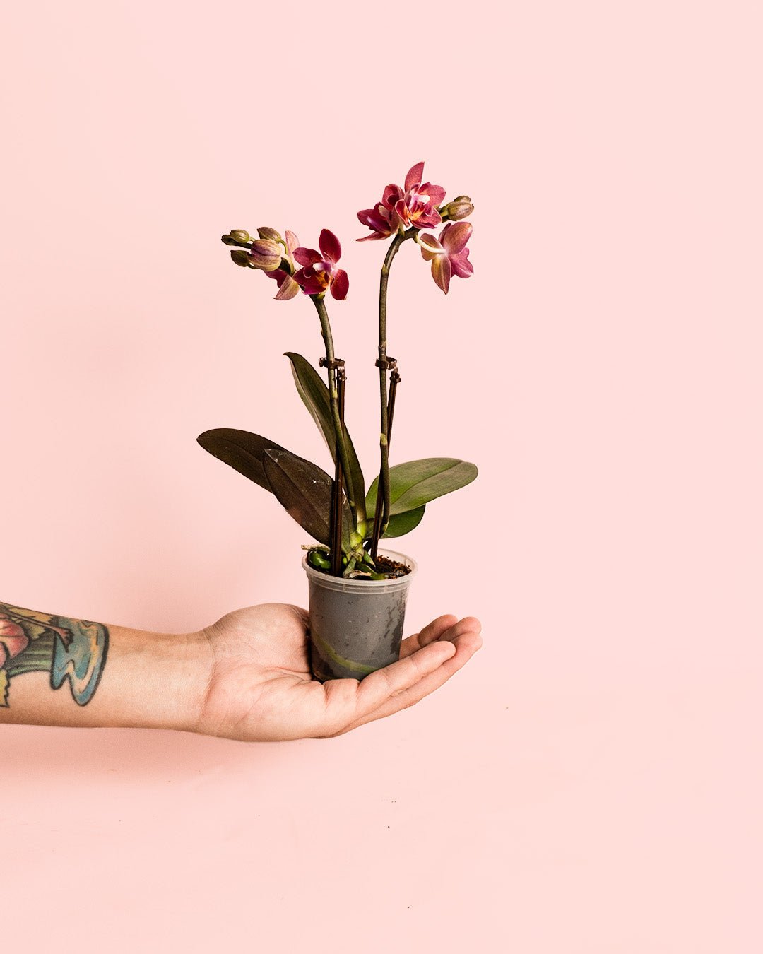 Orquídea Magenta Mini - Pur Plant