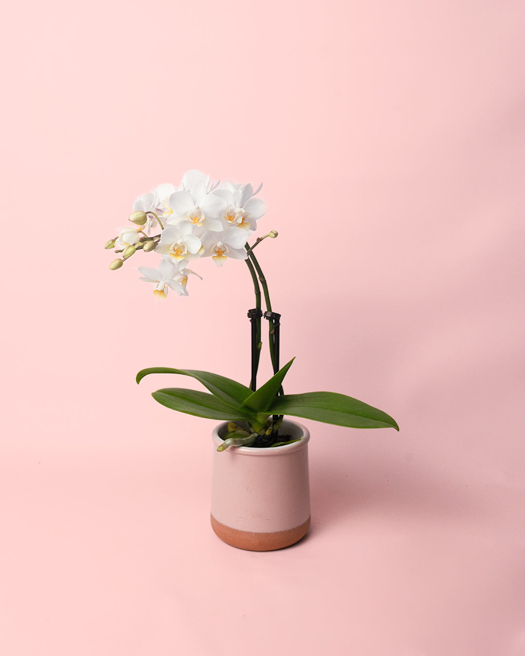 orquidea-mini-blanca-maceta