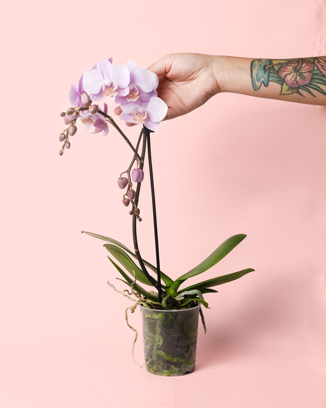 Orquídea Pink M - Pur Plant