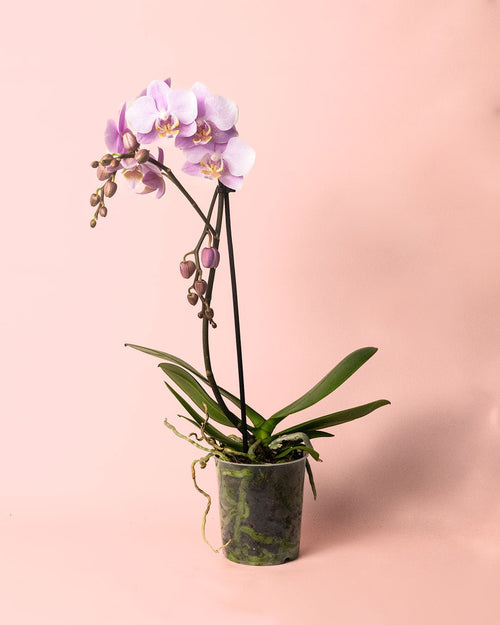 Orquídea Pink M - Pur Plant