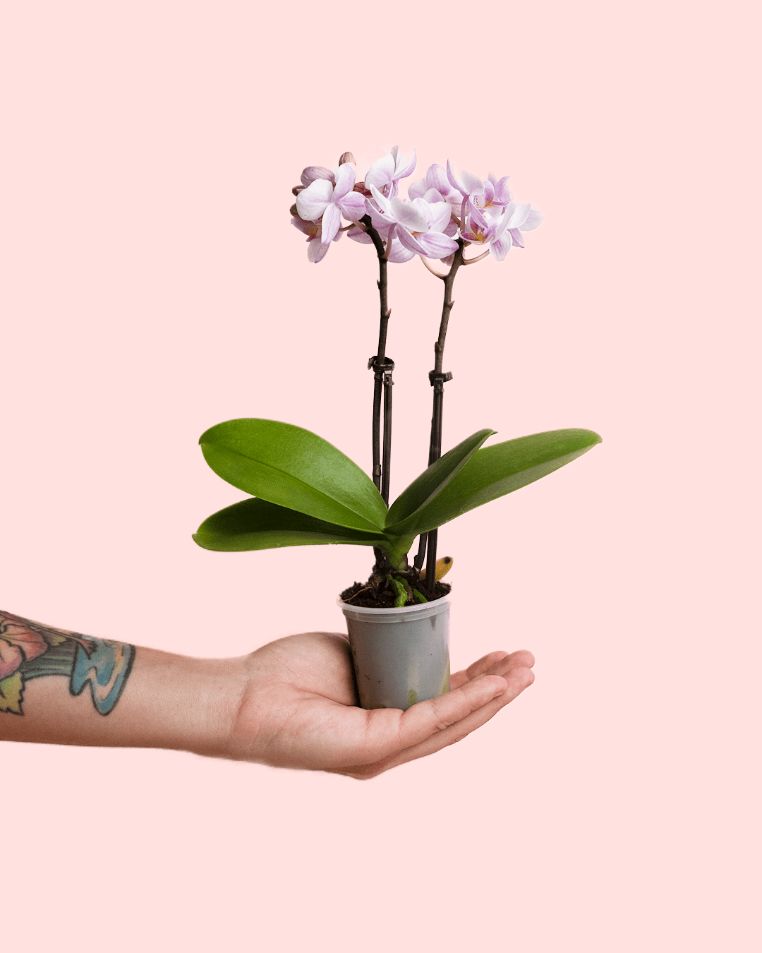 Orquídea Pink Mini - Pur Plant