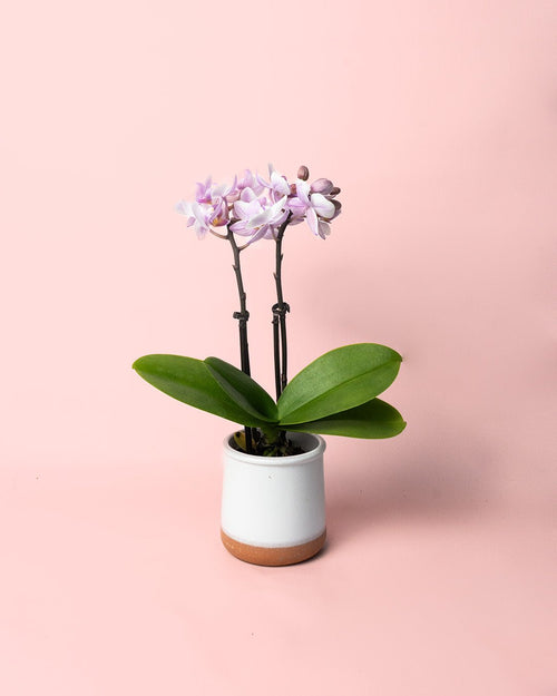 Orquídea Pink Mini - Pur Plant