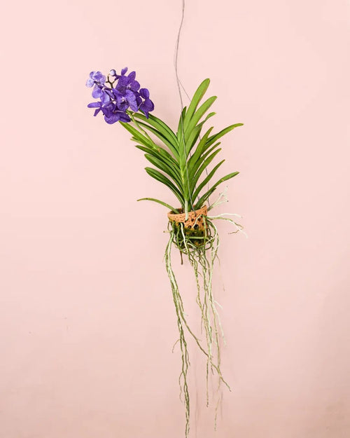 Orquídea Vanda + Maceta Terracota - Pur Plant