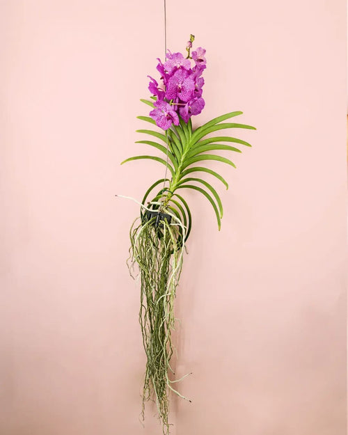 Orquídea Vanda Mix - Pur Plant