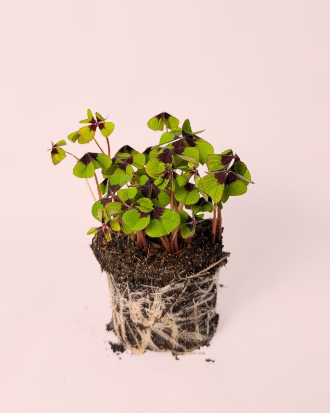 Oxalis Deppei – Trébol de la suerte - Pur Plant