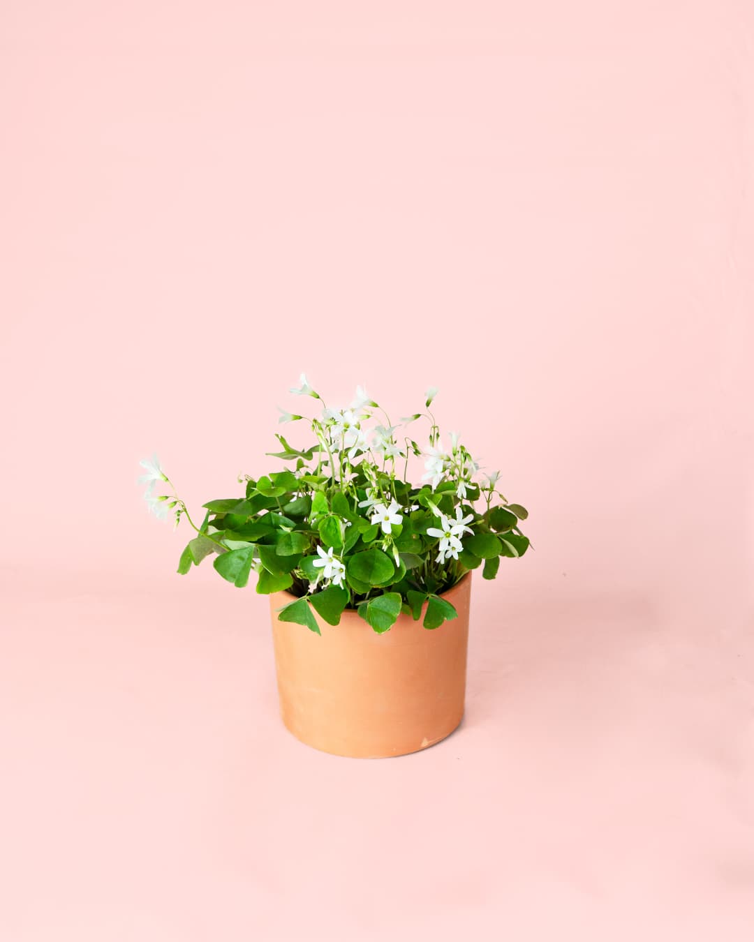 Oxalis Green M - Pur Plant