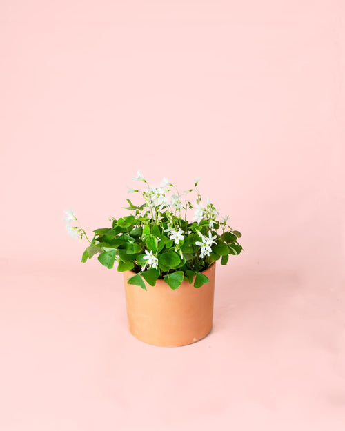 Oxalis Green M - Pur Plant