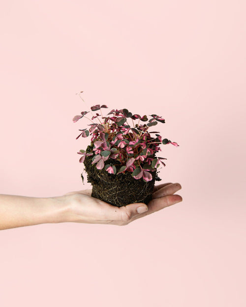 Oxalis Pink Mini - Pur Plant