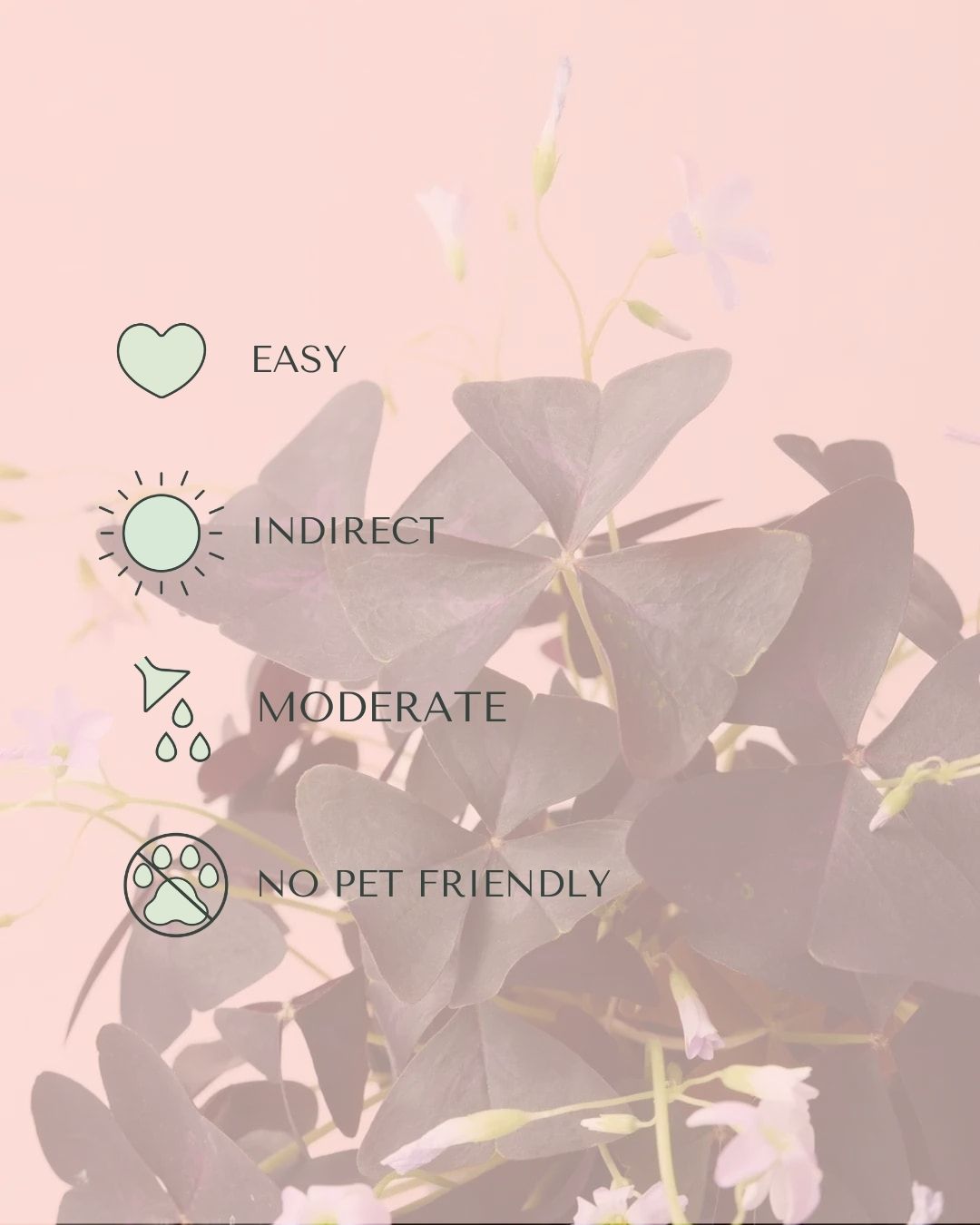 Oxalis Triangularis – Planta Mariposa M