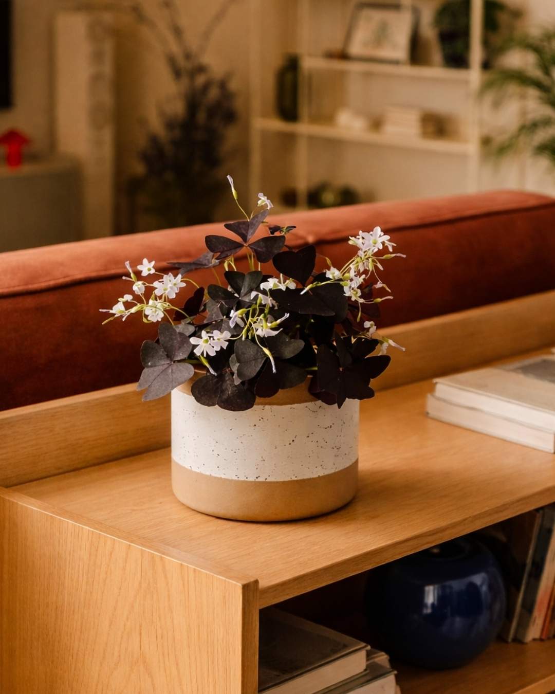 Oxalis Triangularis – Planta Mariposa M