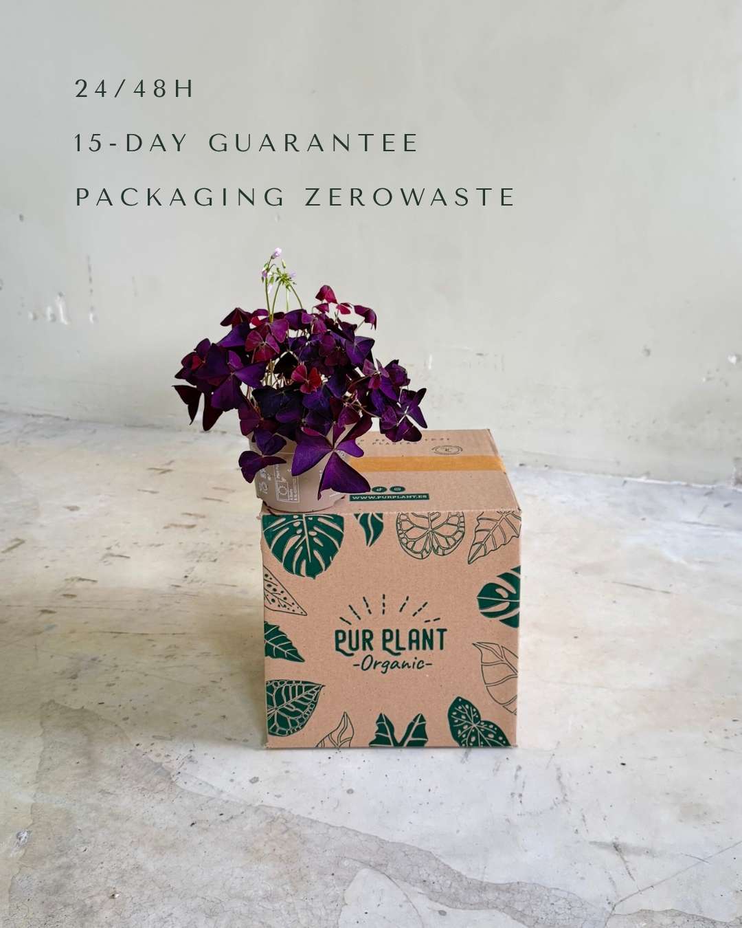 Oxalis Triangularis – Planta Mariposa M