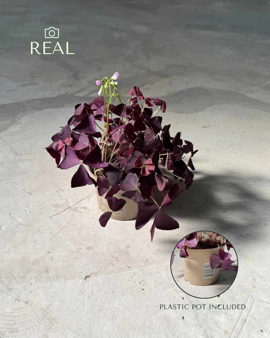 Oxalis Triangularis – Planta Mariposa M