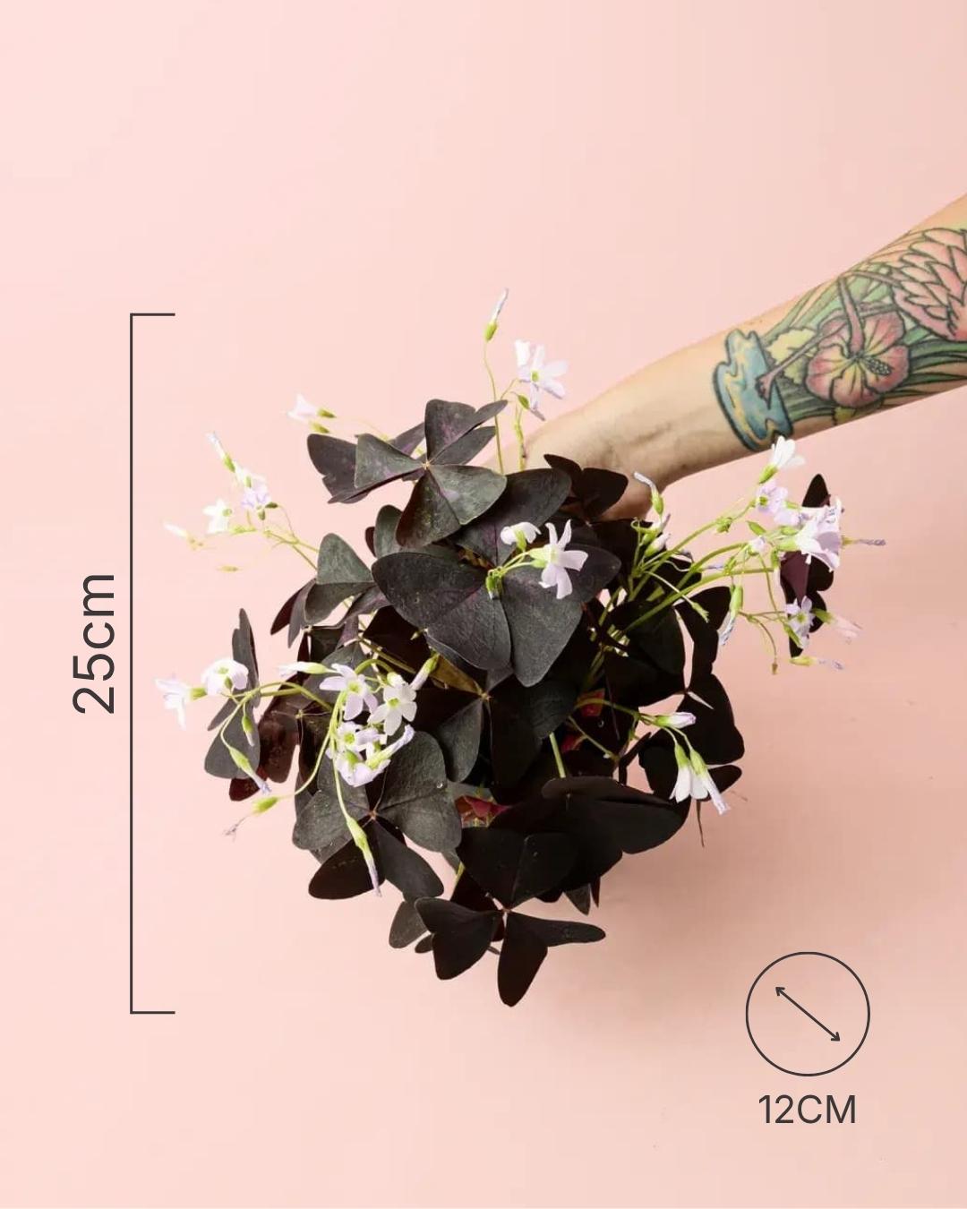 Oxalis Triangularis – Planta Mariposa M