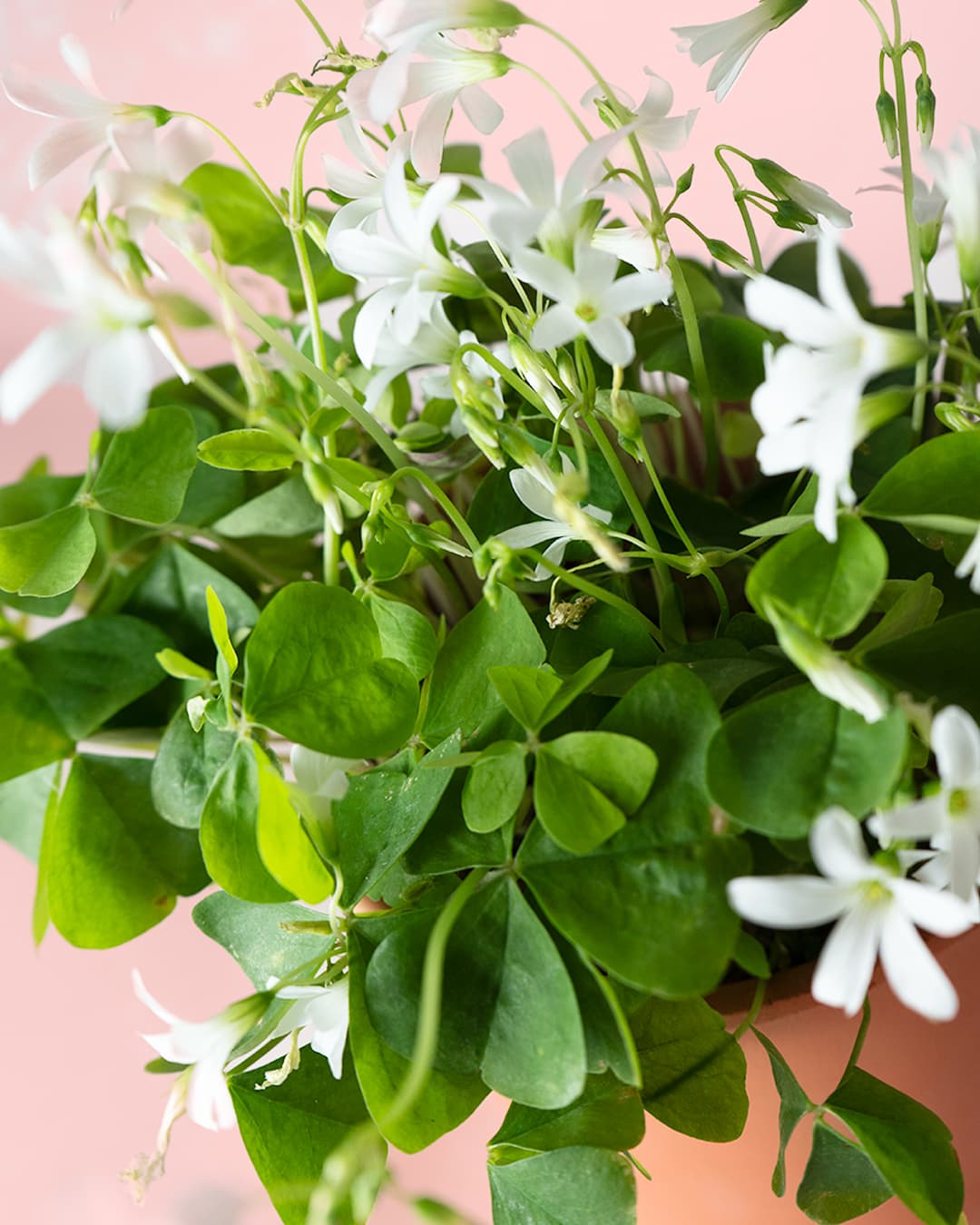 oxalis triangularis verde flores