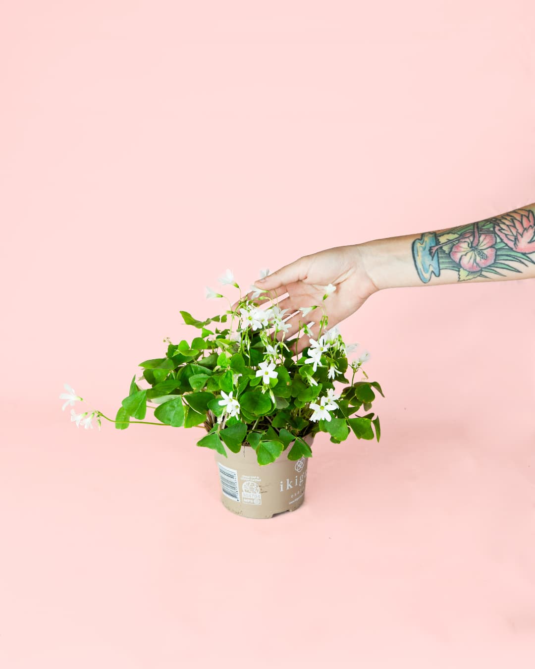 oxalis triangularis verde planta