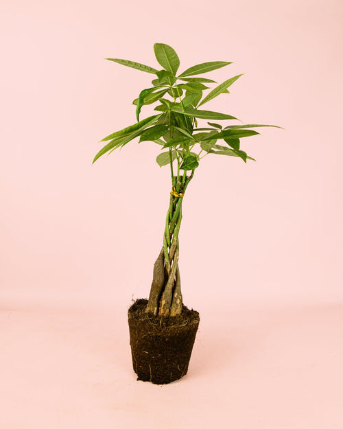 Pachira Aquatica – Árbol del Dinero M - Pur Plant